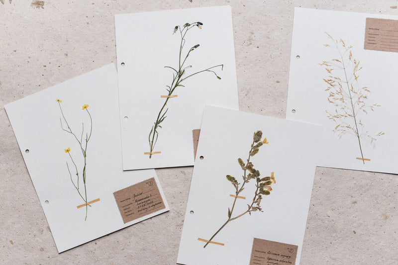 Zielnik Herbarium, Paper Project, papierniczy design
